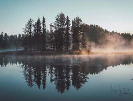 Skog och sjö en sommarmorgon.